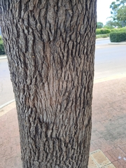 Lophostemon confertus