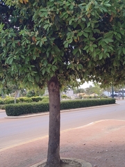 Lophostemon confertus