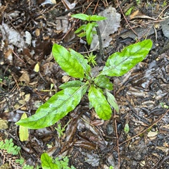 Coprosma tenuifolia