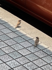 Passer montanus saturatus