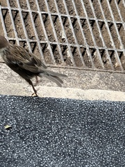 Passer montanus saturatus