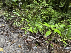 Coprosma tenuifolia