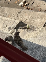 Passer montanus saturatus