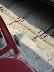 Passer montanus saturatus