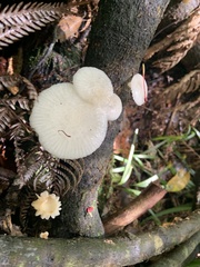 Oudemansiella australis