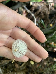 Oudemansiella australis