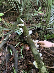 Oudemansiella australis