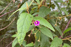 Howittia trilocularis