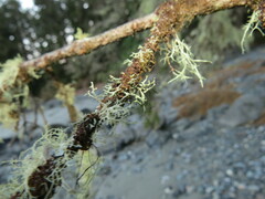 Heterodermia leucomelos