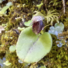 Corybas orbiculatus