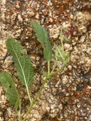 Hermannia quartiniana