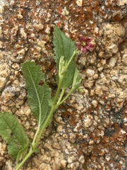 Hermannia quartiniana