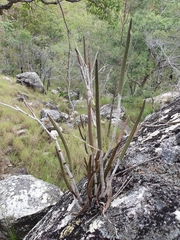 Dendrobium racemosum