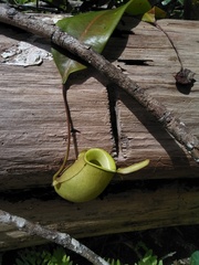 Nepenthes ampullaria
