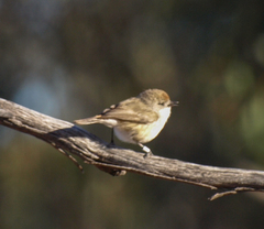 Acanthiza uropygialis