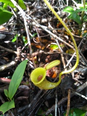 Nepenthes ampullaria