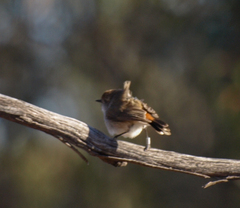 Acanthiza uropygialis