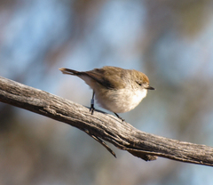 Acanthiza uropygialis