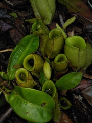 Nepenthes ampullaria
