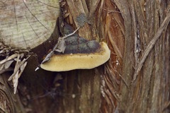 Fomitiporia texana
