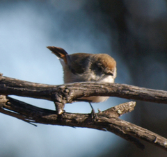 Acanthiza uropygialis