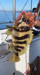 Sebastes serriceps