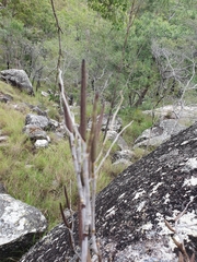 Dendrobium racemosum