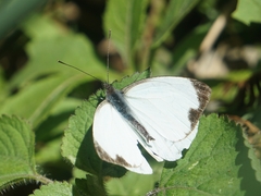 Pierinae