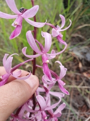 Dipodium elegantulum
