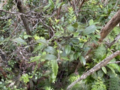 Diospyros sandwicensis