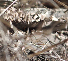 Reticulitermes hesperus