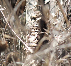 Reticulitermes hesperus