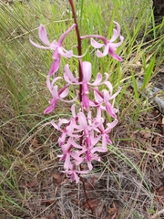 Dipodium elegantulum