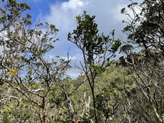 Diospyros sandwicensis