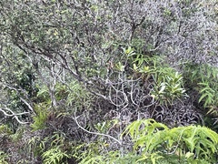 Myrsine lessertiana