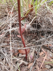 Dipodium elegantulum