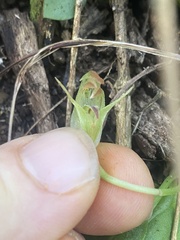 Pterostylis hispidula
