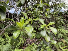 Psychotria mariniana
