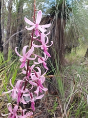 Dipodium elegantulum