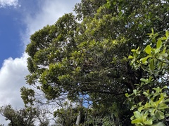 Syzygium sandwicense