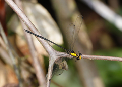 Austroargiolestes aureus