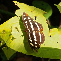 Catonephele mexicana