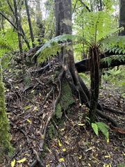 Elaeocarpus dentatus