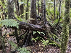 Elaeocarpus dentatus