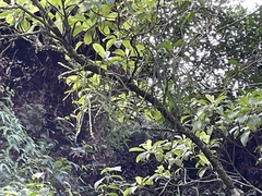 Korthalsella complanata