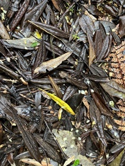 Elaeocarpus dentatus