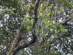 Korthalsella complanata