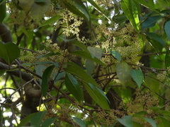 Olea dioica