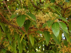 Olea dioica