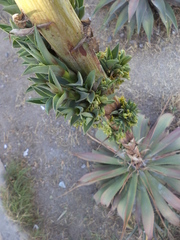 Agave desmettiana